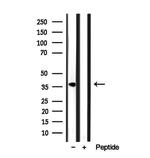 STOML2 Antibody in Western Blot (WB)