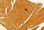 SMCR7L Antibody in Immunohistochemistry (Paraffin) (IHC (P))