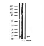 FXYD1 Antibody in Western Blot (WB)