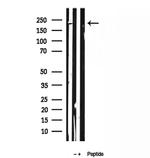 FIP200 Antibody in Western Blot (WB)