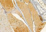 Pallidin Antibody in Immunohistochemistry (Paraffin) (IHC (P))