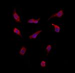 SMCR7 Antibody in Immunocytochemistry (ICC/IF)