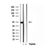 SMCR7 Antibody in Western Blot (WB)