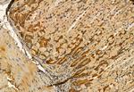 MPP5 Antibody in Immunohistochemistry (Paraffin) (IHC (P))