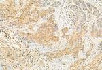 ERAL1 Antibody in Immunohistochemistry (Paraffin) (IHC (P))