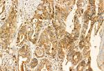 ERAL1 Antibody in Immunohistochemistry (Paraffin) (IHC (P))