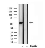 ERAL1 Antibody in Western Blot (WB)