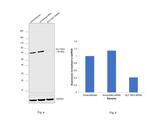 SLC19A3 Antibody in Western Blot (WB)