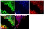 FZR1 Antibody in Immunocytochemistry (ICC/IF)