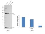 FZR1 Antibody in Western Blot (WB)