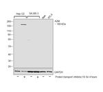 A2M Antibody in Western Blot (WB)