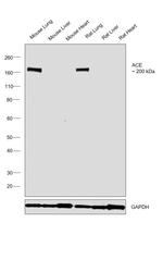 ACE Antibody in Western Blot (WB)