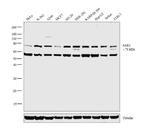 UBA2 Antibody in Western Blot (WB)