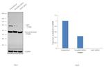 UBA2 Antibody