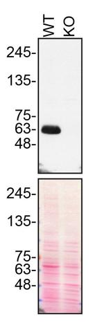 SMOC1 Antibody in Western Blot (WB)