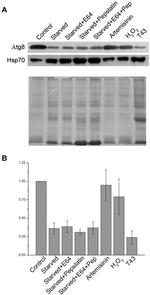 GRP78 Antibody in Western Blot (WB)