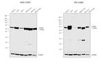 ALDH2 Antibody