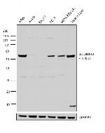 ALDH1A1 Antibody