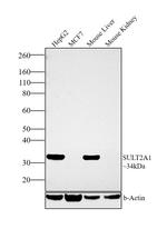 SULT2A1 Antibody