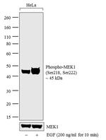 Phospho-MEK1 (Ser218, Ser222) Antibody