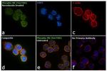 Phospho-Rb (Ser788) Antibody in Immunocytochemistry (ICC/IF)