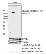 MEK1 Antibody