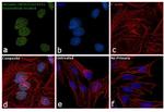 Phospho-MDM2 (Ser395) Antibody in Immunocytochemistry (ICC/IF)