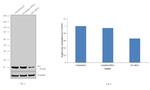 DJ-1 Antibody in Western Blot (WB)