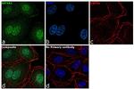 EEF1A1 Antibody in Immunocytochemistry (ICC/IF)