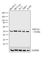 EEF1A1 Antibody in Western Blot (WB)