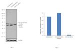 EEF1A1 Antibody in Western Blot (WB)