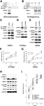 LRRK1 Antibody in Western Blot, Immunoprecipitation (WB, IP)