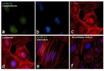 Cyclin A2 Antibody