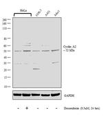 Cyclin A2 Antibody