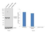 SERPINH1 Antibody in Western Blot (WB)