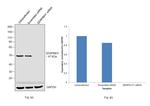 SERPINH1 Antibody in Western Blot (WB)