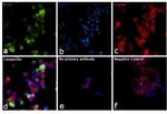 BCL6 Antibody