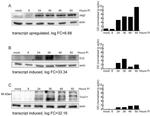 EN2 Antibody in Western Blot (WB)