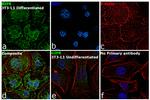 GIPR Antibody in Immunocytochemistry (ICC/IF)