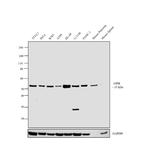 GIPR Antibody in Western Blot (WB)