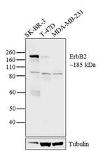 ErbB2 (HER-2) Antibody in Western Blot (WB)