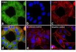 ErbB3 Antibody in Immunocytochemistry (ICC/IF)