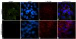 ErbB4 Antibody