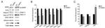 NTF3 Antibody in Western Blot (WB)