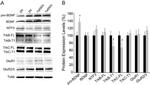 NTF3 Antibody in Western Blot (WB)