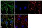 B-Raf Antibody in Immunocytochemistry (ICC/IF)