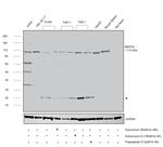 MERTK Antibody in Western Blot (WB)