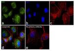 GCK Antibody in Immunocytochemistry (ICC/IF)