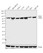 WEE1 Antibody in Western Blot (WB)