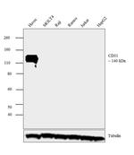 CD31 Antibody in Western Blot (WB)